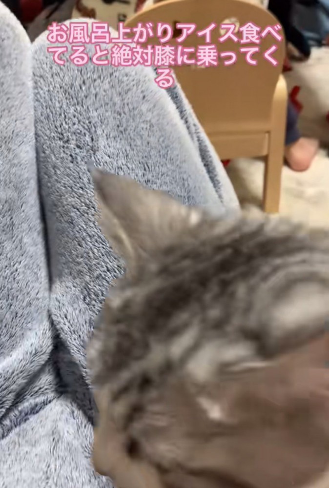 膝の上に乗り込む猫