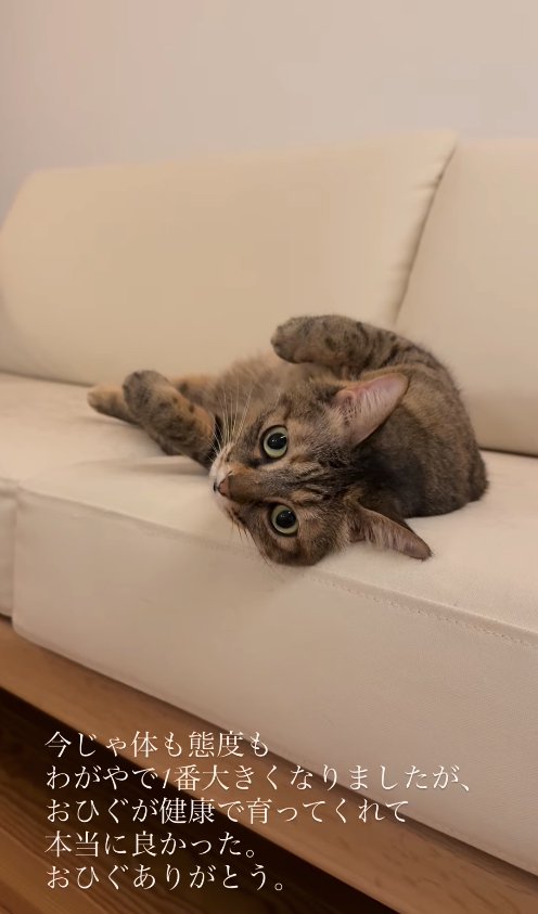 ソファの上でへそ天しているカメラ目線の猫