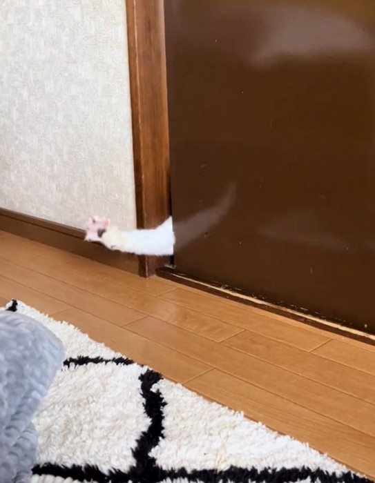 手を伸ばす猫