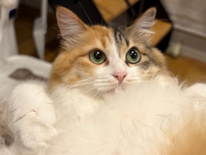 目をクリっとさせた三毛猫