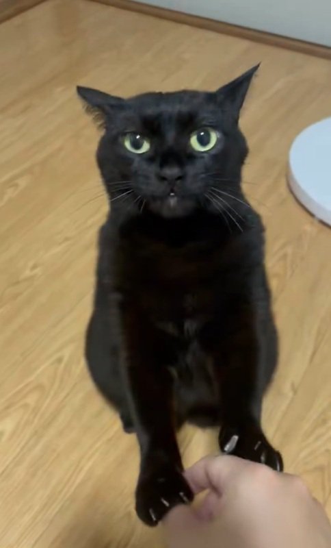 手を握る猫