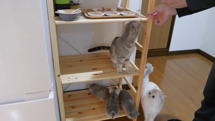 棚に乗っている猫たちの写真