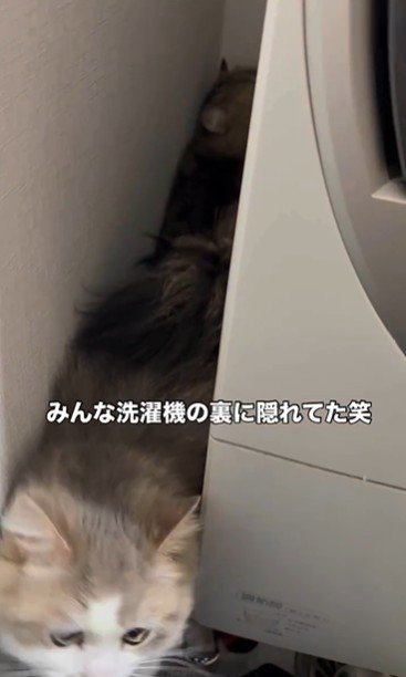 洗濯機の裏に隠れている猫