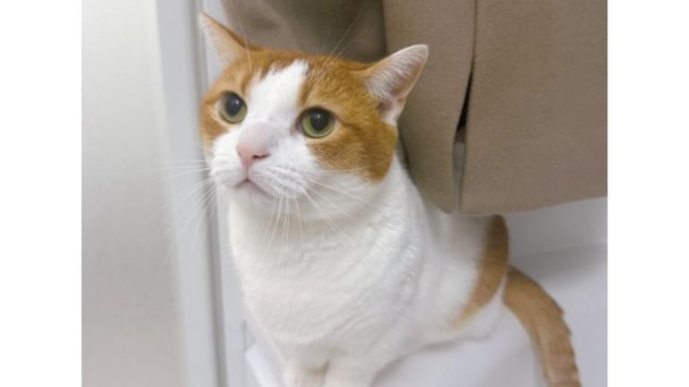 お風呂場にいる猫