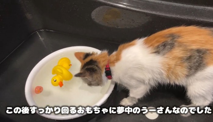 バスタブの中に入っておもちゃを見ている猫