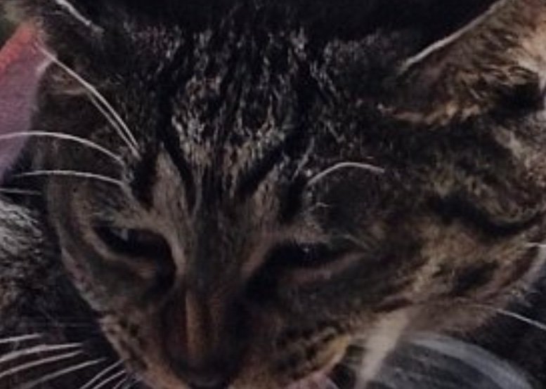 猫の顔アップ