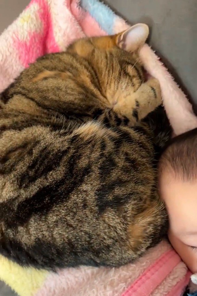 赤ちゃんの頭にくっついて寝る猫