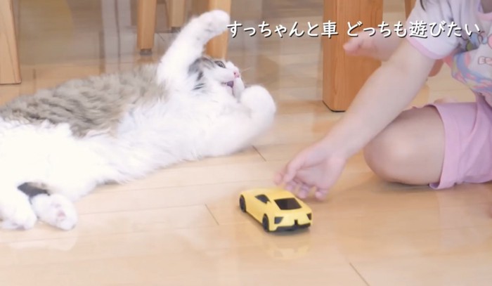 おもちゃでも飼い主さんでも遊びたい