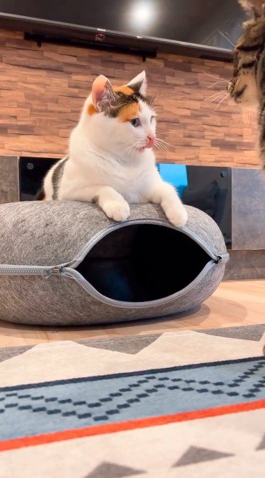 キジトラ猫を見て、自分の鼻の頭を舐める三毛猫