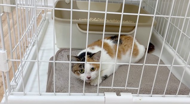 ケージ内で伏せる猫