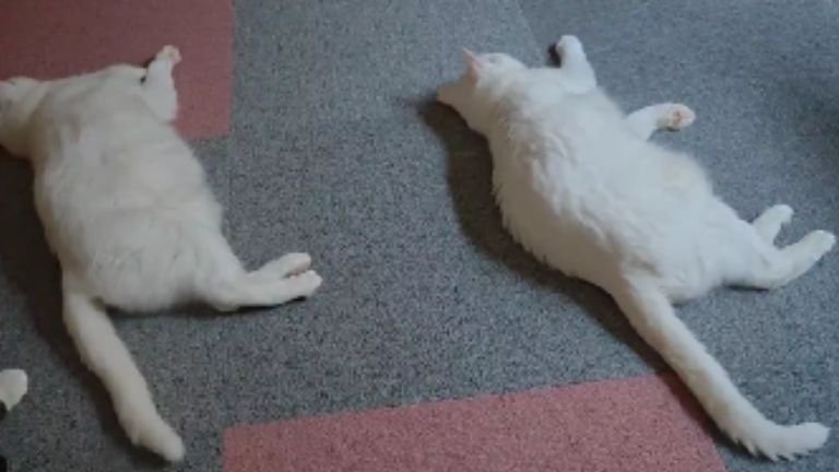 寝ている猫たち