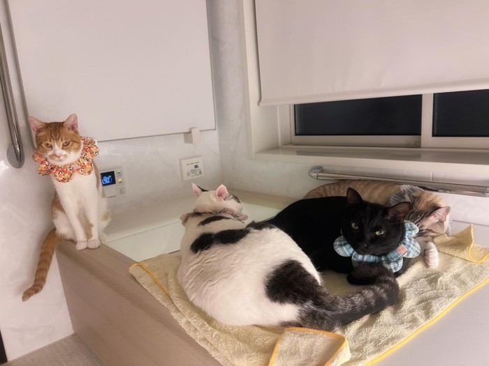 お風呂のふたにのっている猫たち