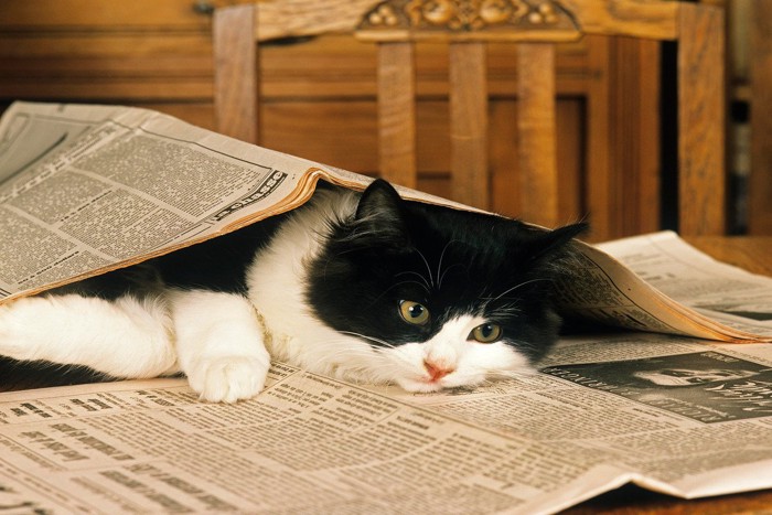 猫と新聞紙
