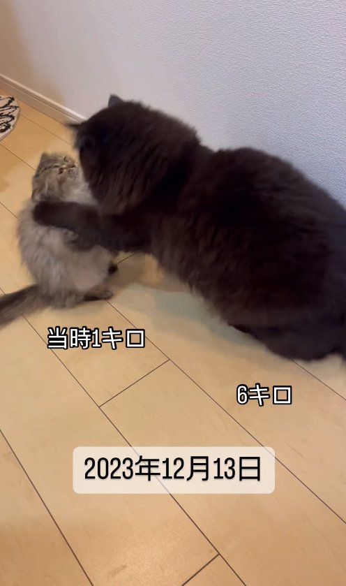 小さな猫に猫パンチをする黒猫