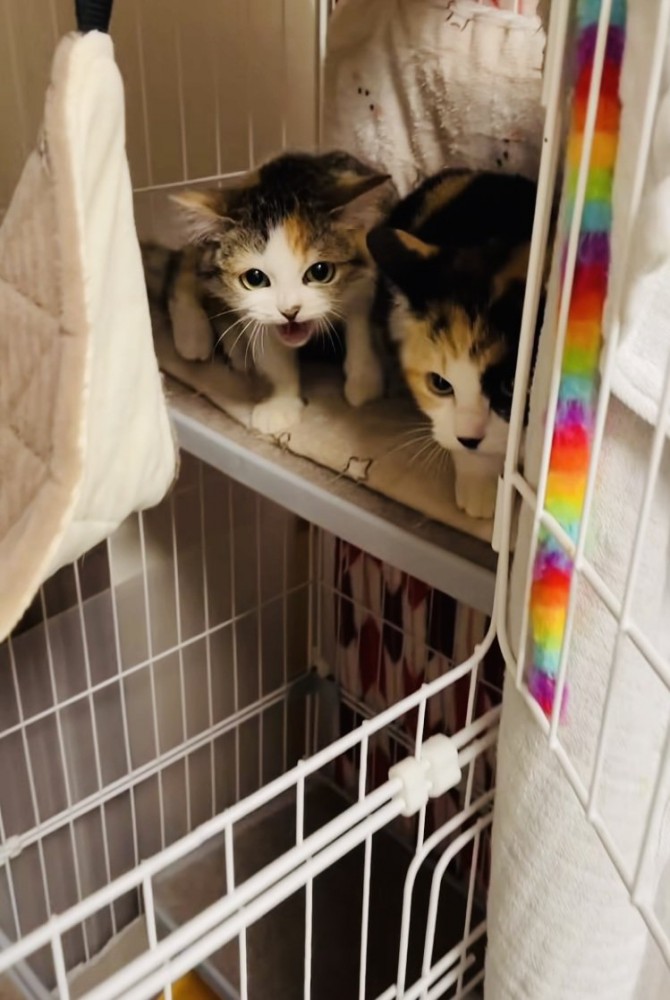 ケージの中からボランティアさんを威嚇する2匹の三毛猫