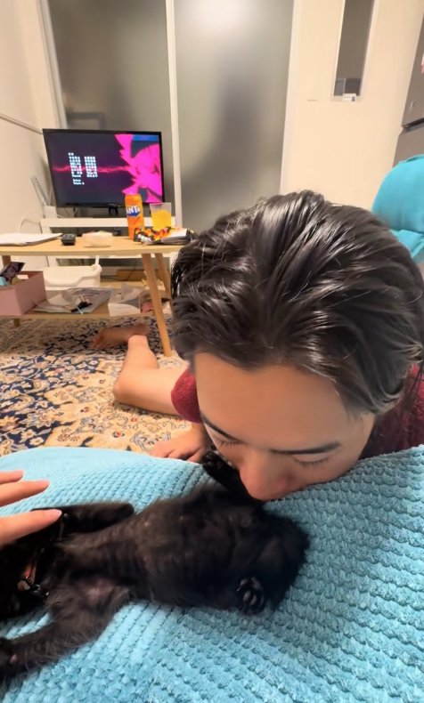 飼い主にお尻の匂いを嗅がれている子猫