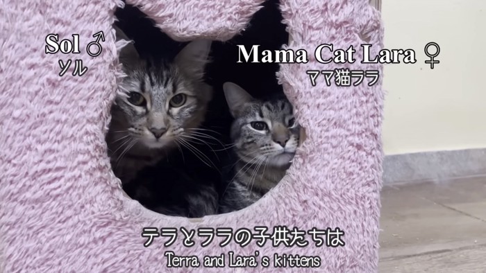 「テラとララの子供たちは」のテロップ写真1