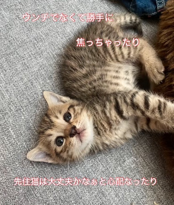 ソファでゴロゴロする子猫