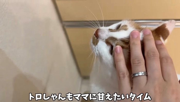 甘えたい茶トラ白