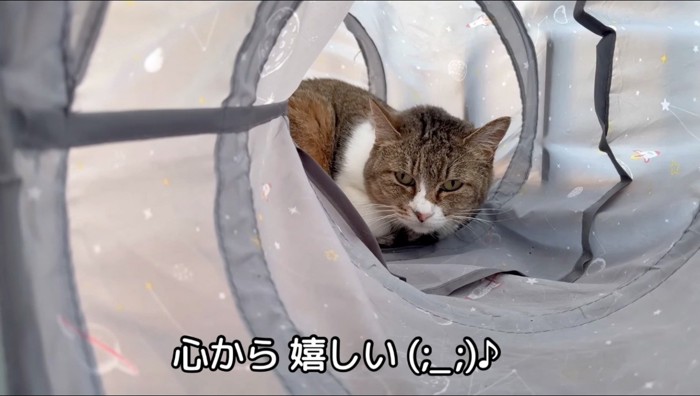 トンネルの中に隠れるキジ白猫