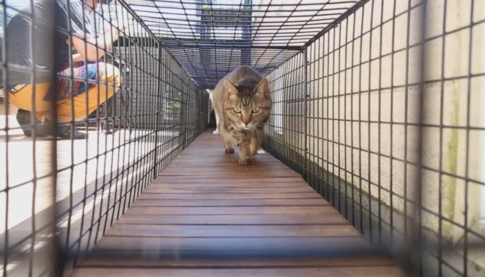 歩いてくるキジトラ猫さん