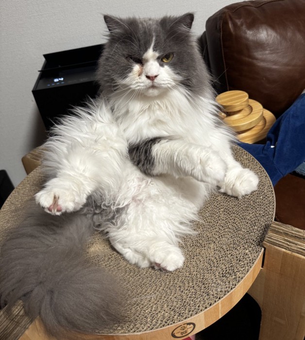 爪とぎの上に座る猫