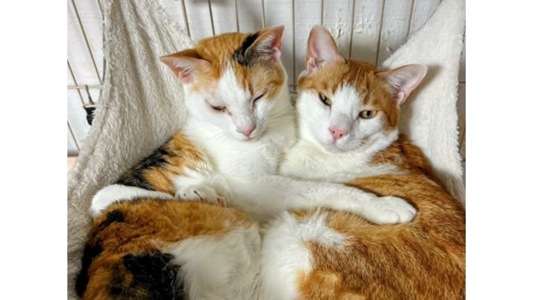 寄り添う猫たち