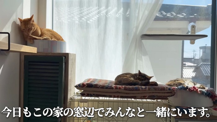 日向ぼっこする3匹の猫