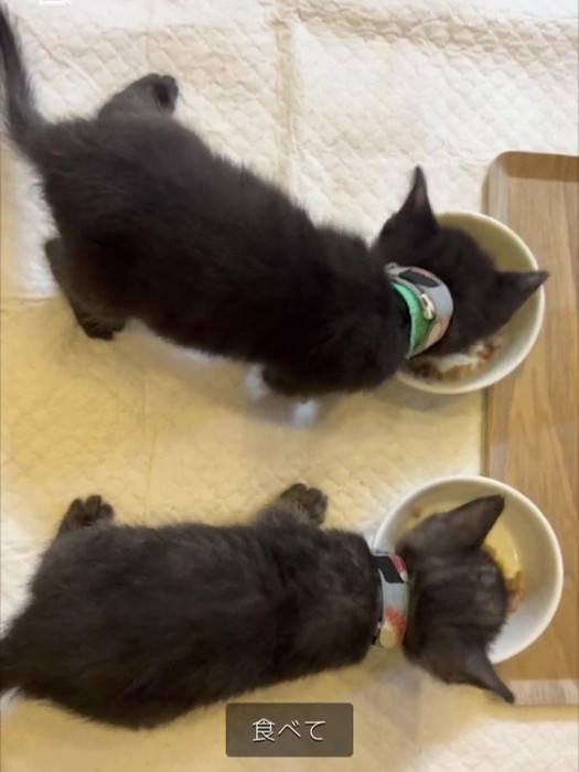 ごはんを食べる子猫