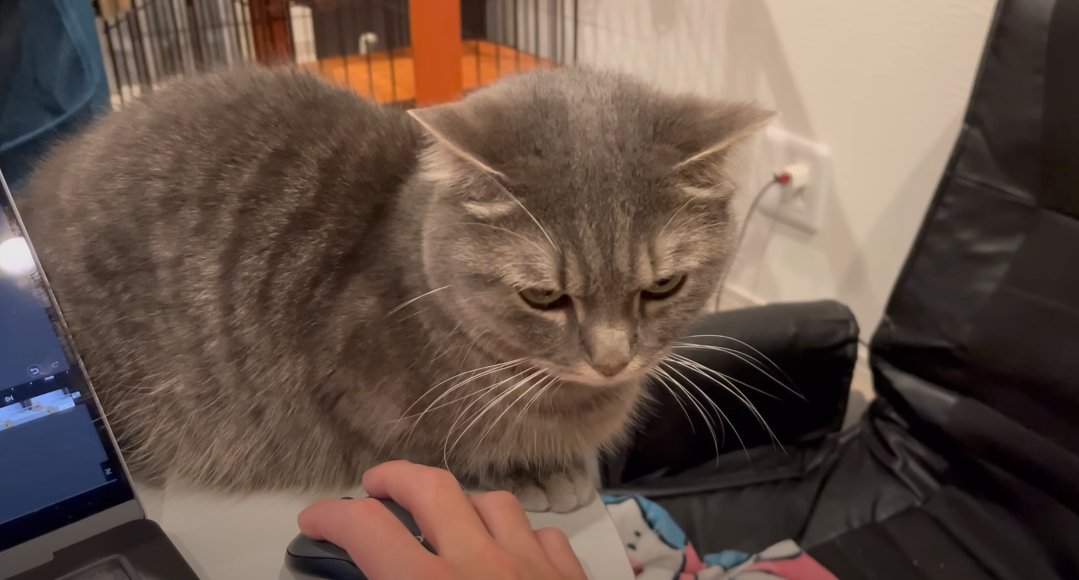 人の手とそばでこちらを向いて座る猫