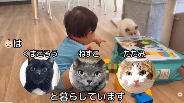 テロップ「くまごろう・ねずこ・たたみと~」