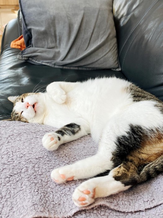 仰向けで寝ている猫
