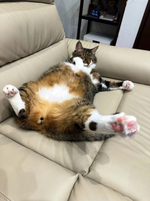 キジ白のへそ天