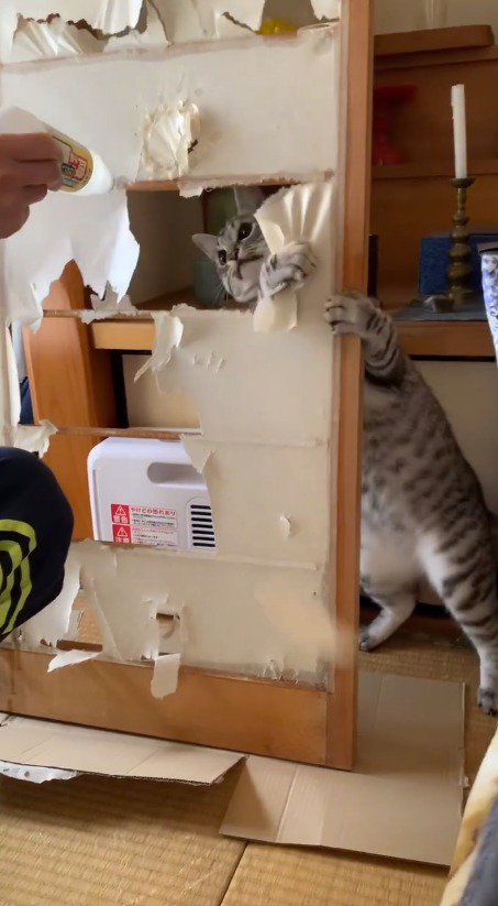 障子の紙に手を入れる猫