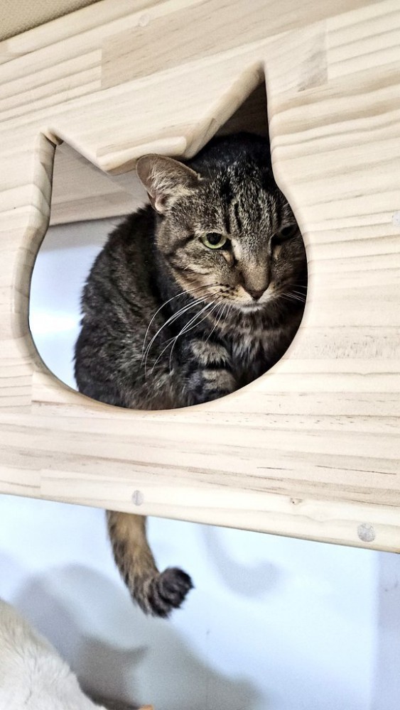 箱からカメラの方を見る猫