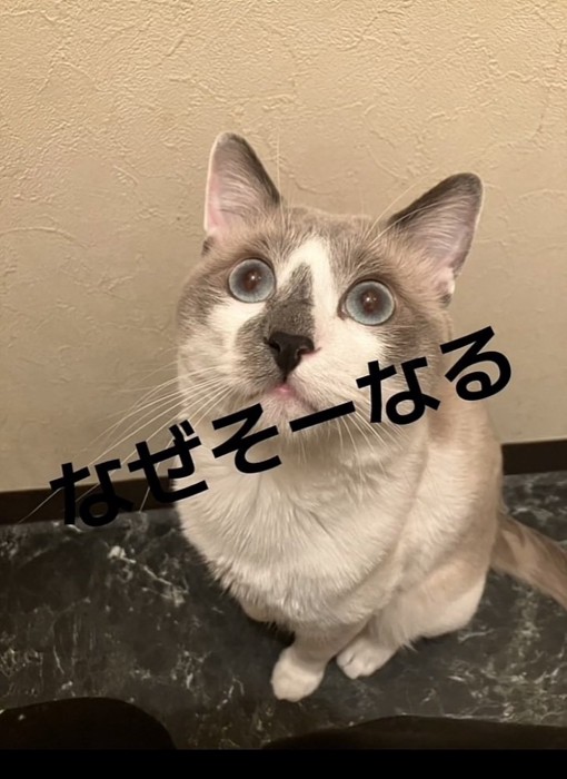 床に座って上目遣いの白グレー猫