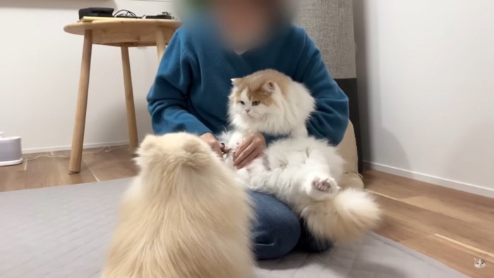 猫を抱く人間と犬