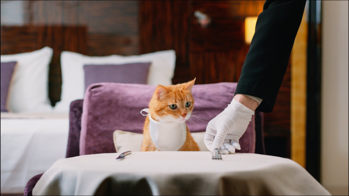 サーブされる猫