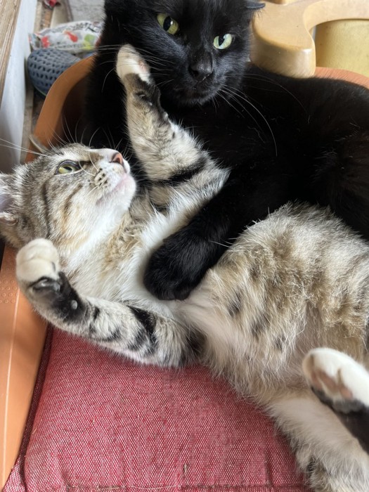 黒猫の顔を押す猫