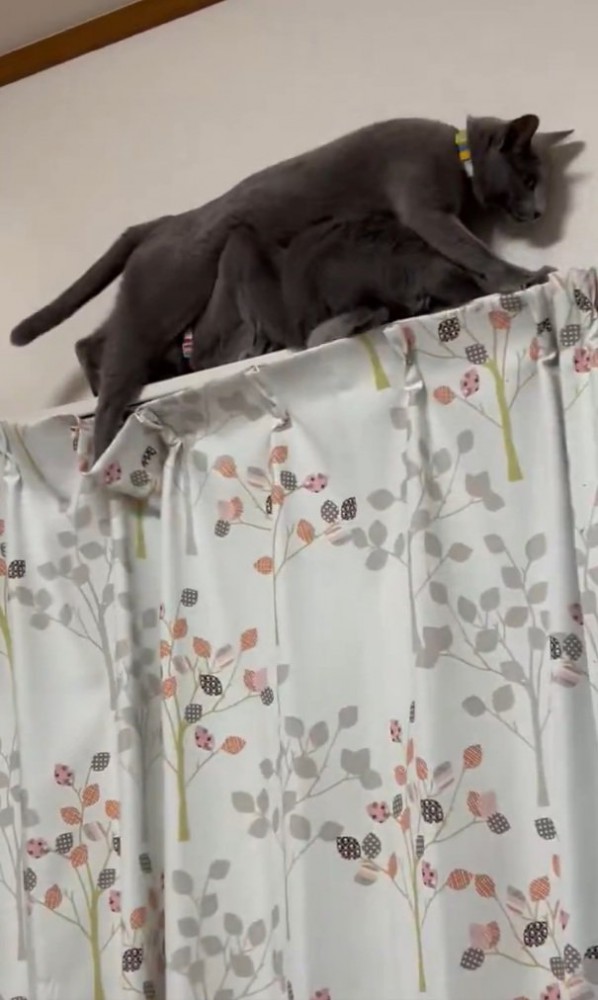 無理やり通ろうとする猫