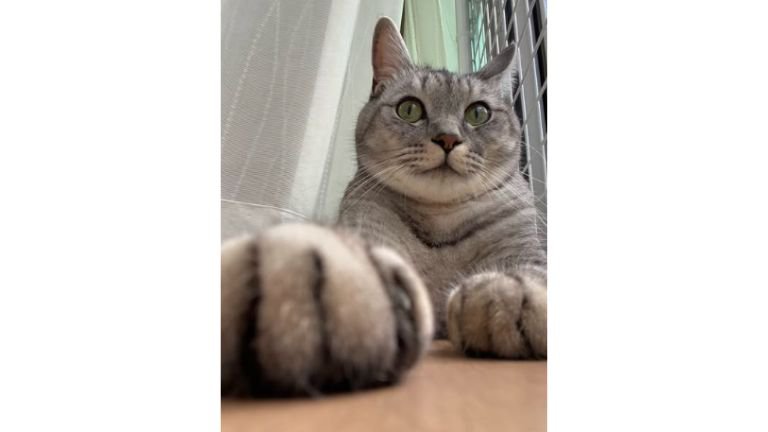 室内にいる猫