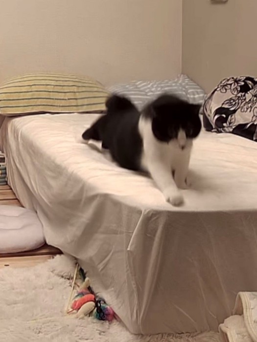 前足を伸ばす猫