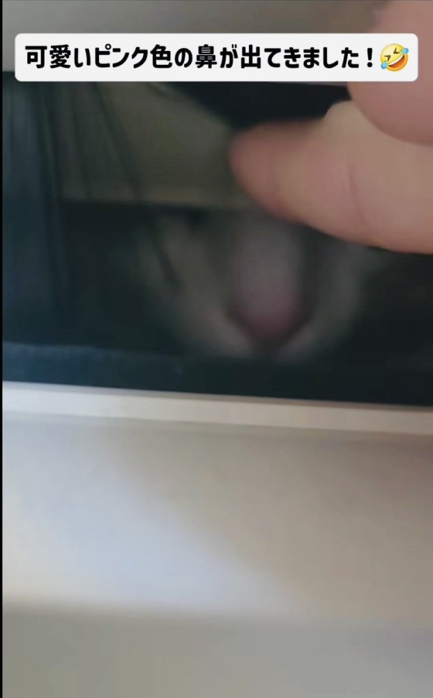 郵便受けから出てくるミックス猫の鼻