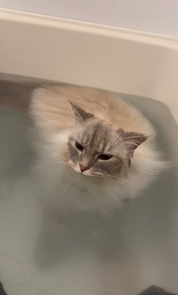 お風呂に入るいれぶんくん