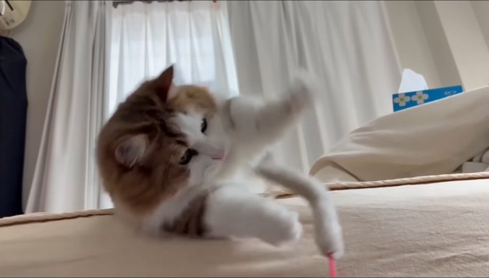 はしゃぐ秀吉くん