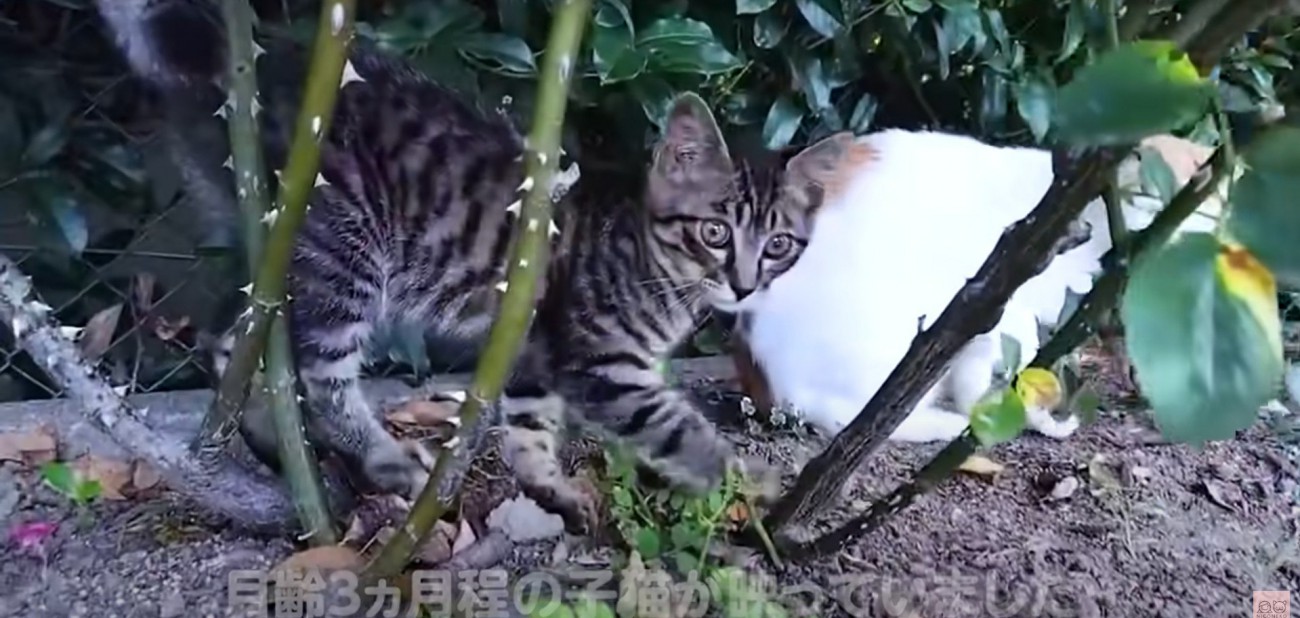 大人の猫と子猫