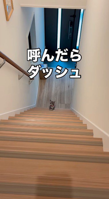 階段を数段上って立ち止まる子猫