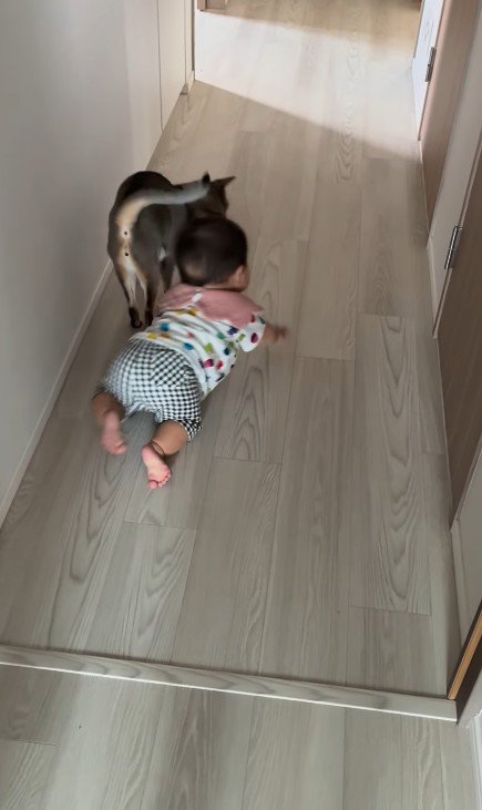 猫とハイハイする赤ちゃん