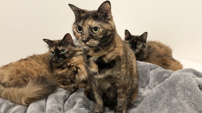 くつろぐ3匹の猫