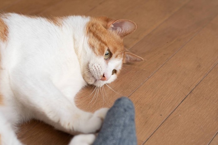 パソコンの上に手を伸ばす猫